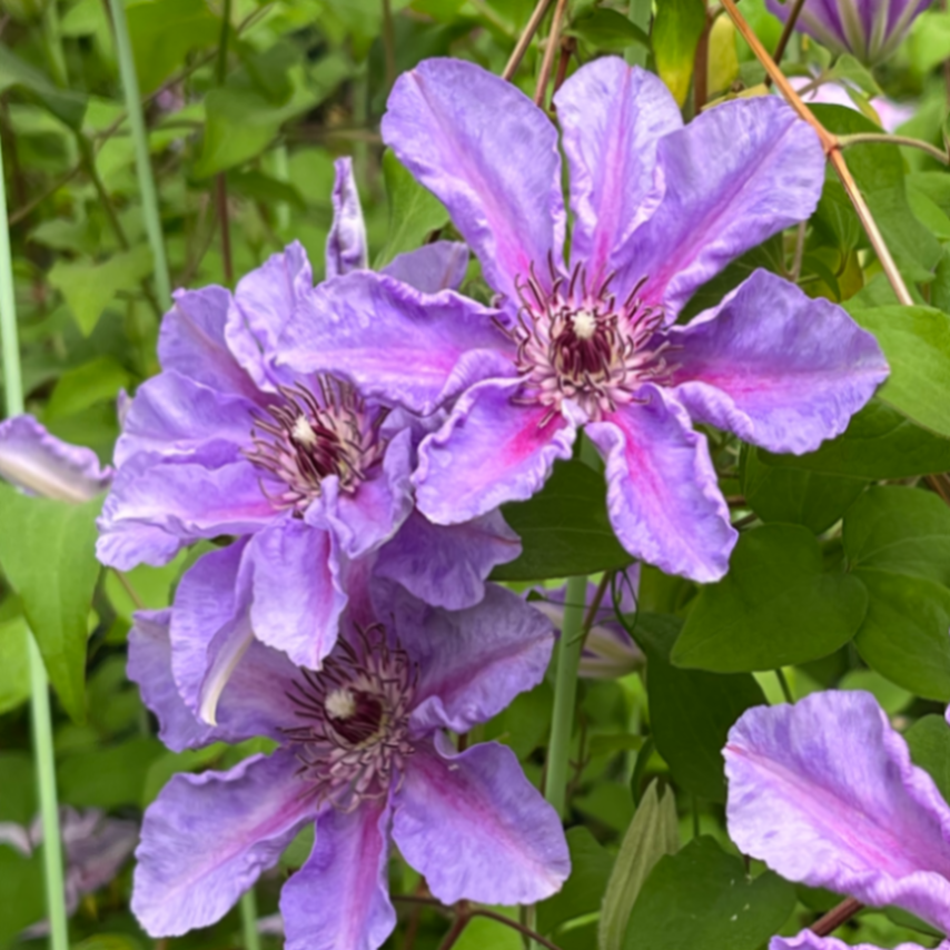 Клематис гибридный Тадор